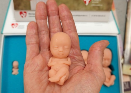 Тактильные эмбрионы и разговоры о жизни. Что происходит за дверями белгородского центра помощи беременным?