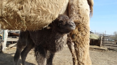 Как в Старооскольском зоопарке верблюжонок кормится молоком матери