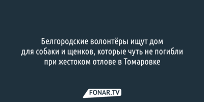 Белгородские волонтёры ищут дом для собаки и щенков, которые чуть не погибли при жестоком отлове в Томаровке