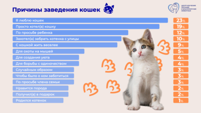 Исследование: Россияне чаще заводят котят по любви, а не для ловли мышей