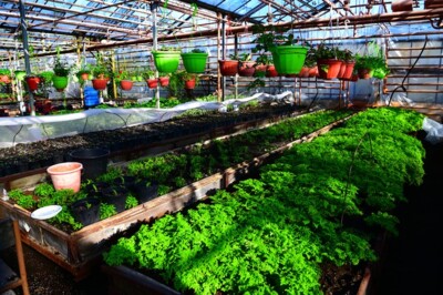 В Белгороде высадят 700 тысяч цветов и 5 тысяч многолетников