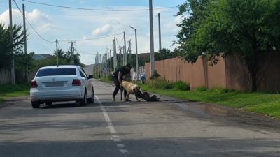 Собака без намордника загрызла чужого пса в СНТ под Белгородом — полиция раскрыла подробности