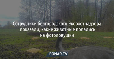 Что происходит в белгородском лесу - Экоохотнадзор показал кадры с фотоловушки