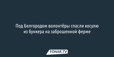 Под Белгородом волонтёры спасли косулю из бункера на заброшенной ферме