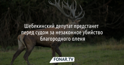 Шебекинский депутат предстанет перед судом за незаконное убийство благородного оленя