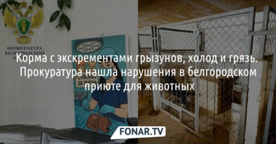 Корма с экскрементами грызунов, холод и грязь нашла прокуратура в белгородском приюте для собак